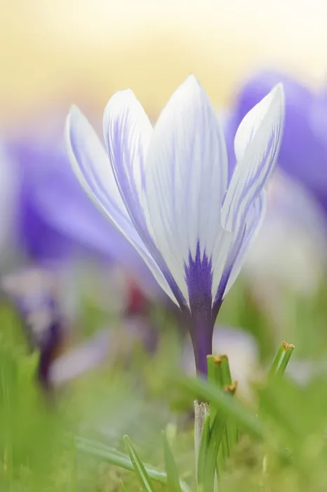 Framed Print : Flowering Crocus in Spring Print, Germany Framed Print : Flowering Crocus in Spring Print, Germany