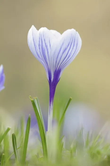 Framed Print : Spring Bloom of Crocus, North Rhine-Westphalia Print Framed Print : Spring Bloom of Crocus, North Rhine-Westphalia Print