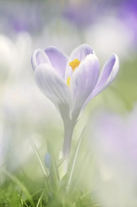 Framed Print : Flowering Crocus Print in Spring, Germany Framed Print : Flowering Crocus Print in Spring, Germany