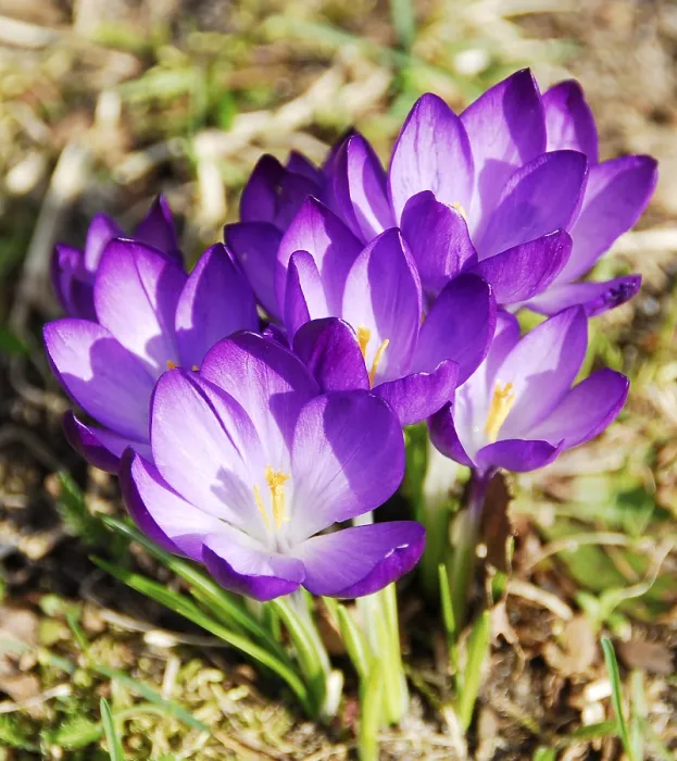 Framed Print : Flowering Crocuses in Spring Print Framed Print : Flowering Crocuses in Spring Print