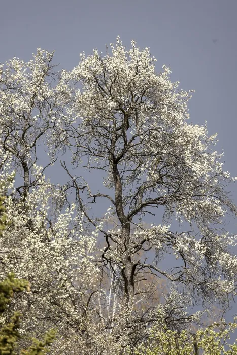 Framed Print : Flowering Fruit Tree in Spring Print, Stuttgart, Germany