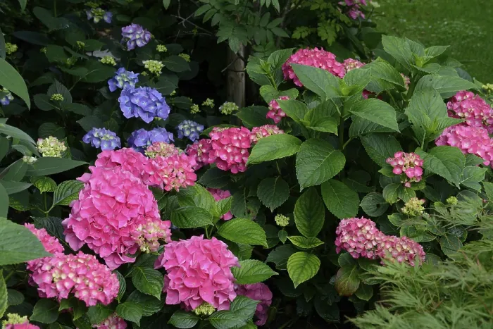 Framed Print : Pink Hydrangea Macrophylla Flowering Print Framed Print : Pink Hydrangea Macrophylla Flowering Print
