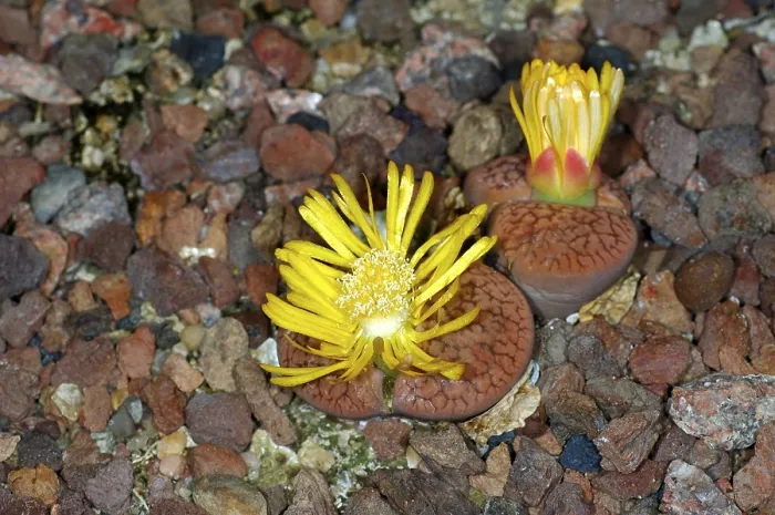 Framed Print : Flowering Lithops hookeri Print Framed Print : Flowering Lithops hookeri Print