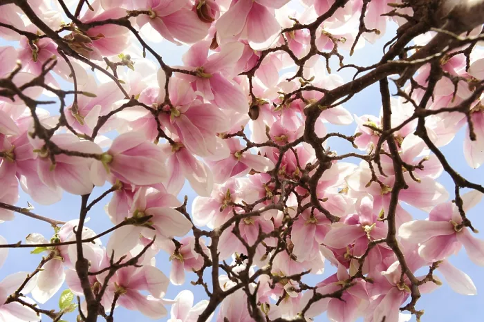 Framed Print : Flowering Magnolia Print - Vibrant Blossoms Framed Print : Flowering Magnolia Print - Vibrant Blossoms