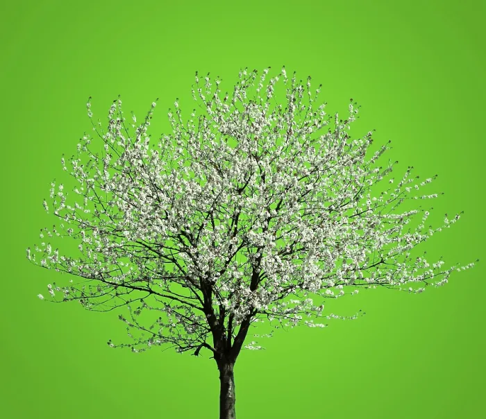 Framed Print : Flowering Tree Print Framed Print : Flowering Tree Print