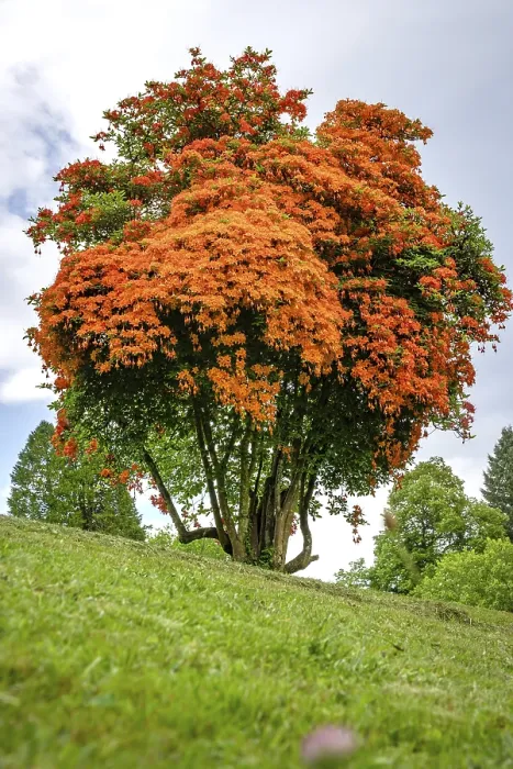 Framed Print : Flowering Tree Print, Bad Wildbad Gardens, Germany Framed Print : Flowering Tree Print, Bad Wildbad Gardens, Germany