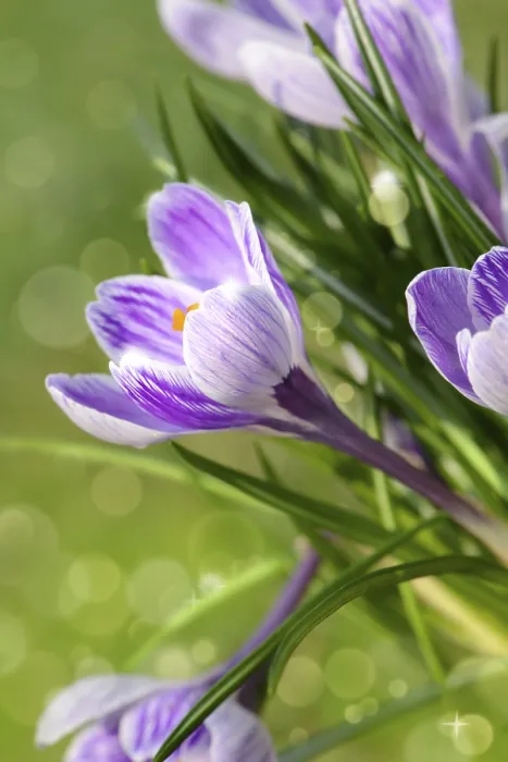 Framed Print : Flowers 1014 Print by imageBROKER
