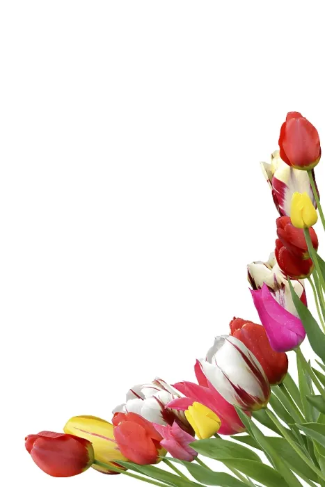 Framed Print : Flowers 1042 Print by imageBROKER Framed Print : Flowers 1042 Print by imageBROKER