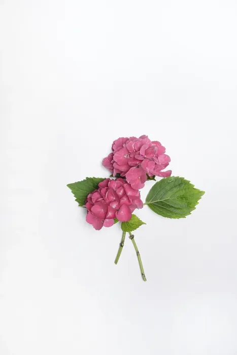Framed Print : Bigleaf Hydrangea Print, Germany Framed Print : Bigleaf Hydrangea Print, Germany