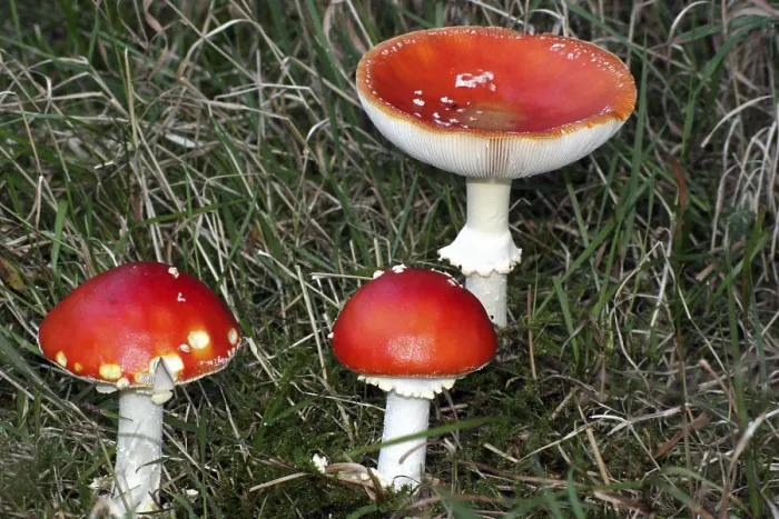Framed Print : Fly Agaric Mushroom Print Framed Print : Fly Agaric Mushroom Print