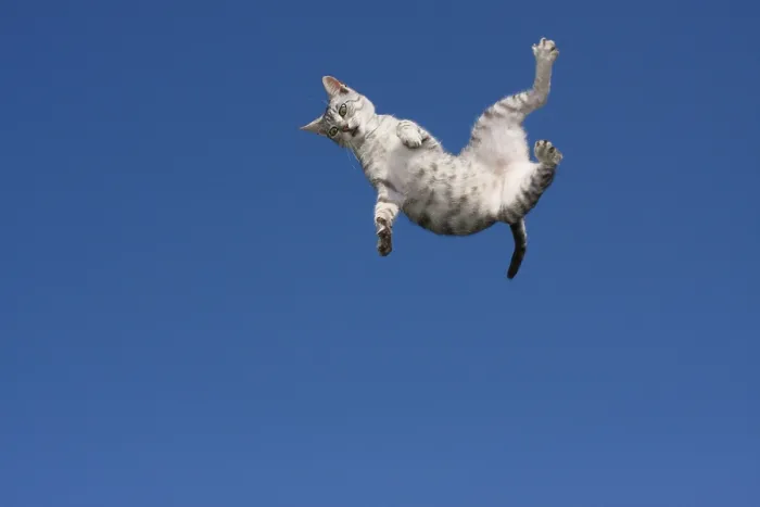Framed Print : Flying Cat Print Framed Print : Flying Cat Print
