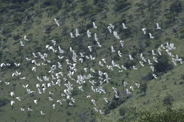 Framed Print : Flying Cattle Egrets Print - Bubulcus ibis in Flight Framed Print : Flying Cattle Egrets Print - Bubulcus ibis in Flight