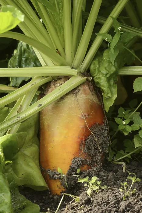 Framed Print : Fodder Beet Print, North Rhine-Westphalia, Germany