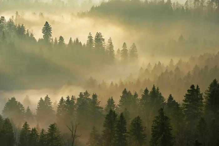 Framed Print : Fog and Forest Print, Baar, Switzerland Framed Print : Fog and Forest Print, Baar, Switzerland