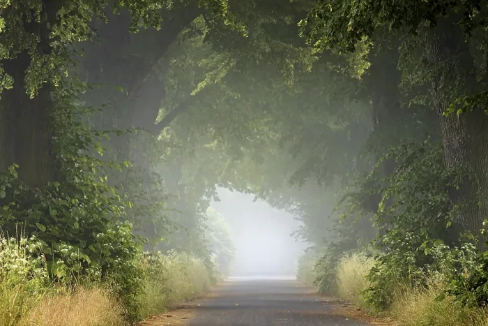 Framed Print : Foggy Forest Path Print Framed Print : Foggy Forest Path Print