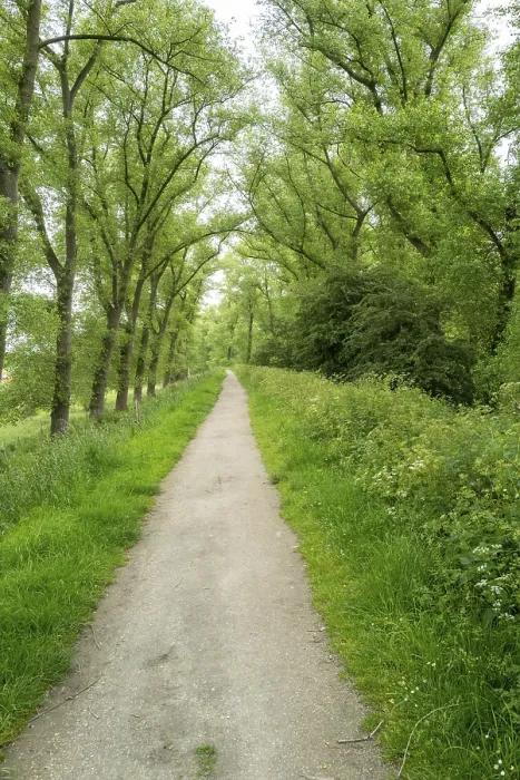 Framed Print : Print of a Footpath through an Avenue of Trees Framed Print : Print of a Footpath through an Avenue of Trees