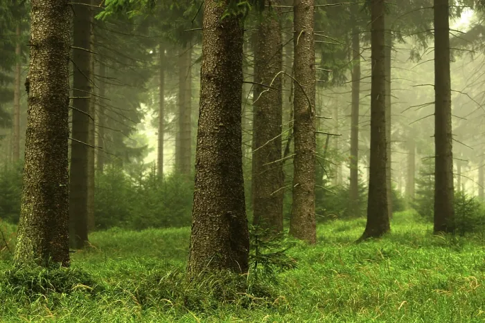 Framed Print : Forest Landscape Print Framed Print : Forest Landscape Print