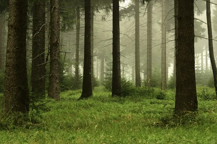 Framed Print : Forest Print by Forest Framed Print : Forest Print by Forest