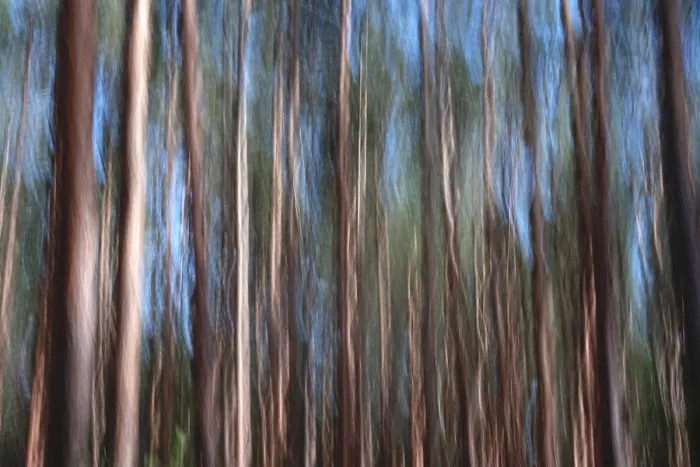 Framed Print : Long Exposure Print of Forest in Germany Framed Print : Long Exposure Print of Forest in Germany