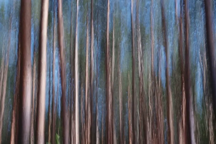 Framed Print : Forest, Impression, Alienation Print Framed Print : Forest, Impression, Alienation Print