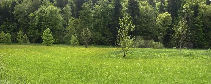 Framed Print : Forest and Meadows in Spring Print, Doos, Bavaria, Germany Framed Print : Forest and Meadows in Spring Print, Doos, Bavaria, Germany