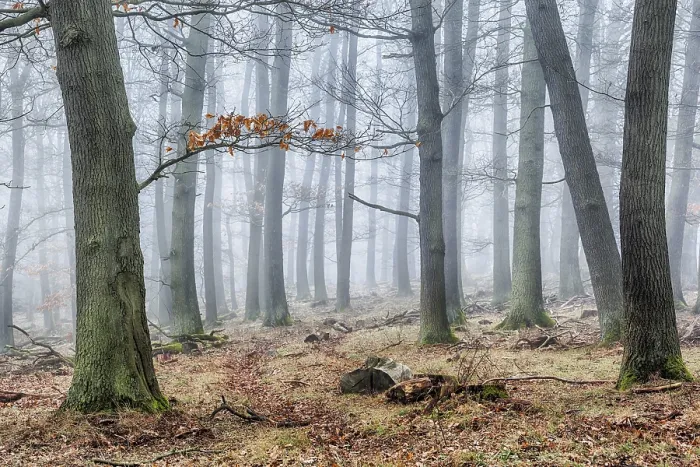 Framed Print : Misty Forest Print Framed Print : Misty Forest Print