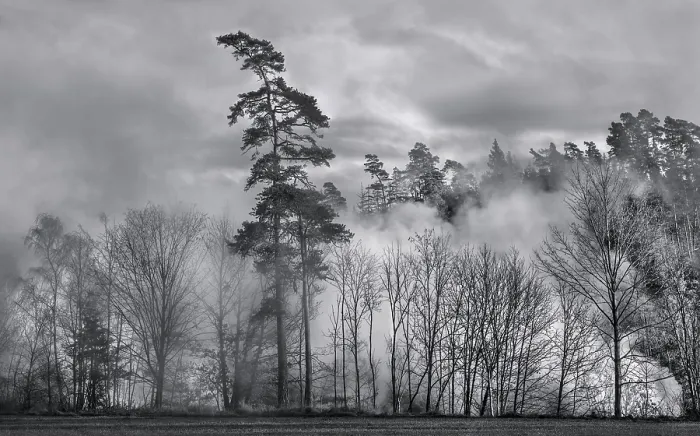 Framed Print : Forest in the Mist Print Framed Print : Forest in the Mist Print