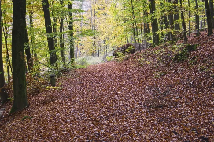 Framed Print : Freudenberg Forest Path Print, North Rhine-Westphalia Framed Print : Freudenberg Forest Path Print, North Rhine-Westphalia