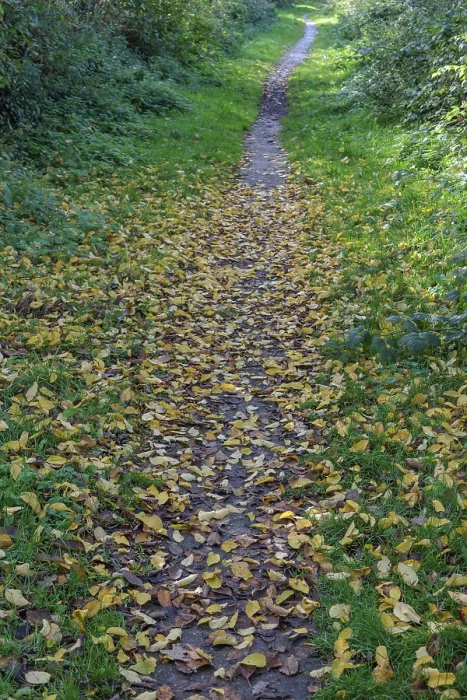 Framed Print : Fallen Leaves on a Forest Path in Munsterland, Germany Print Framed Print : Fallen Leaves on a Forest Path in Munsterland, Germany Print