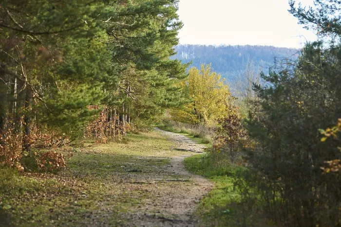 Framed Print : Autumn Forest Path Print, Upper Palatinate, Bavaria Framed Print : Autumn Forest Path Print, Upper Palatinate, Bavaria