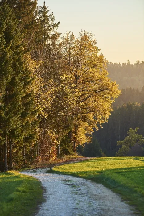 Framed Print : Forest Path Print, Upper Palatinate, Bavaria Framed Print : Forest Path Print, Upper Palatinate, Bavaria