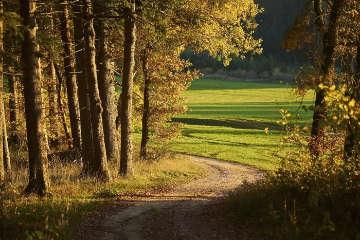 Framed Print : Autumn Forest Path Print, Bavaria, Germany Framed Print : Autumn Forest Path Print, Bavaria, Germany