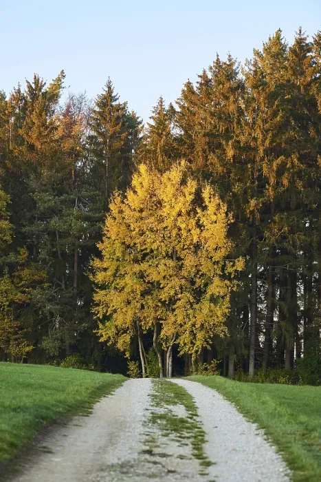 Framed Print : Autumn Forest Path Print, Bavaria, Germany Framed Print : Autumn Forest Path Print, Bavaria, Germany