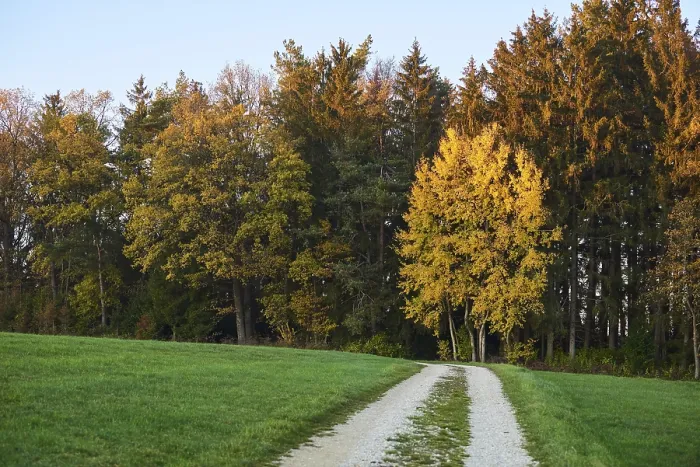Framed Print : Autumn Forest Path Print, Upper Palatinate, Bavaria Framed Print : Autumn Forest Path Print, Upper Palatinate, Bavaria