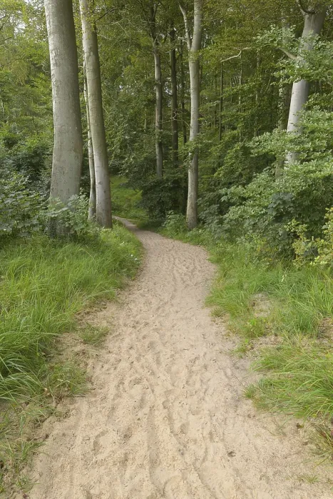 Framed Print : Forest path, Langenberg, Bansin Print Framed Print : Forest path, Langenberg, Bansin Print