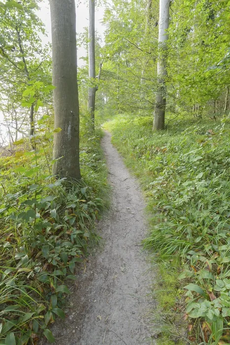 Framed Print : Forest Path Print, Bansin, Usedom Island Framed Print : Forest Path Print, Bansin, Usedom Island