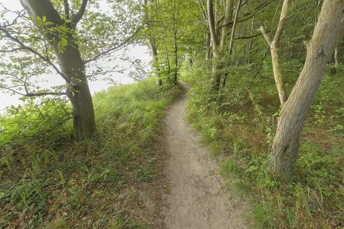 Framed Print : Forest Path in Langenberg, Bansin, Usedom, Germany Print Framed Print : Forest Path in Langenberg, Bansin, Usedom, Germany Print