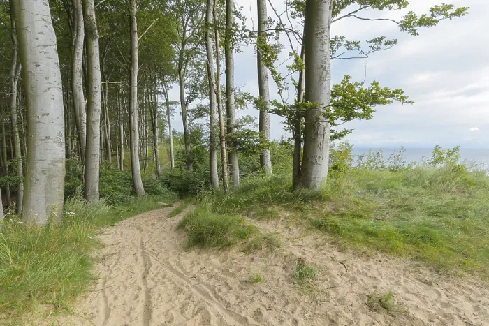 Framed Print : Forest Path Print, Bansin, Usedom Island, Germany Framed Print : Forest Path Print, Bansin, Usedom Island, Germany