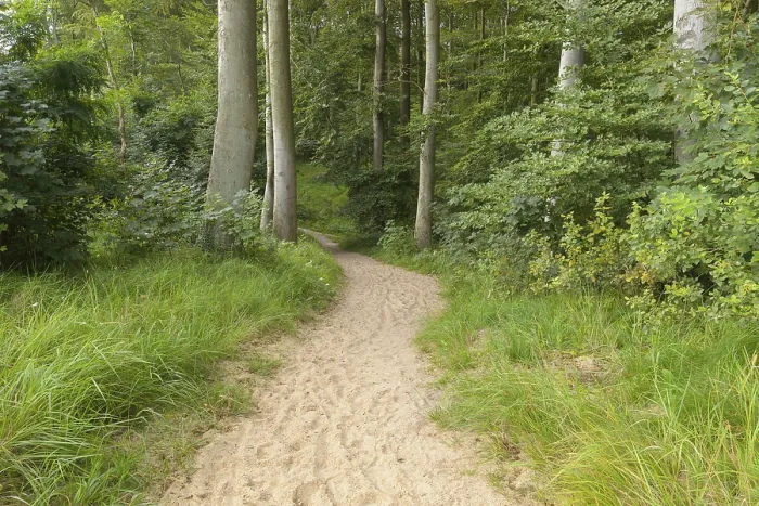 Framed Print : Forest Path Print, Langenberg, Bansin Framed Print : Forest Path Print, Langenberg, Bansin