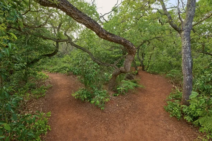Framed Print : A Forest Path Splits in Two Directions Print Framed Print : A Forest Path Splits in Two Directions Print
