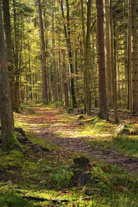 Framed Print : Forest Path with Sunlight Print, Black Forest, Germany Framed Print : Forest Path with Sunlight Print, Black Forest, Germany
