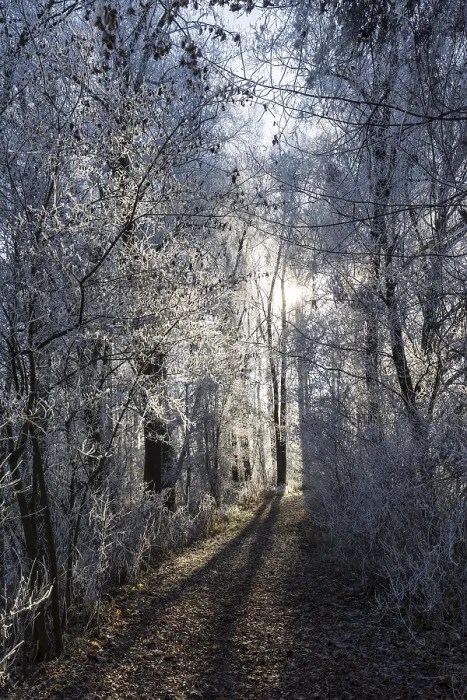 Framed Print : Winter Forest Path Print Framed Print : Winter Forest Path Print