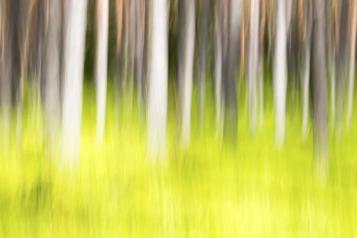 Framed Print : Spring Forest Landscape Print Framed Print : Spring Forest Landscape Print