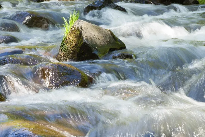 Framed Print : Mossy Forest Stream Print Framed Print : Mossy Forest Stream Print