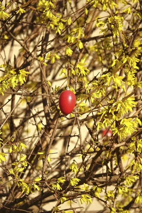 Framed Print : Forsythia with Easter Egg Print, Germany, March Framed Print : Forsythia with Easter Egg Print, Germany, March