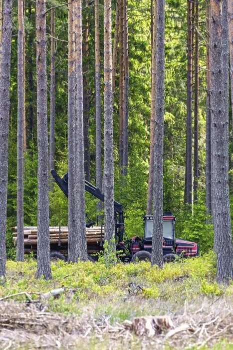 Framed Print : Forwarder Logging Machine Print in Pine Forest Framed Print : Forwarder Logging Machine Print in Pine Forest