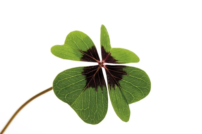Framed Print : Four-leafed Clover Print Framed Print : Four-leafed Clover Print