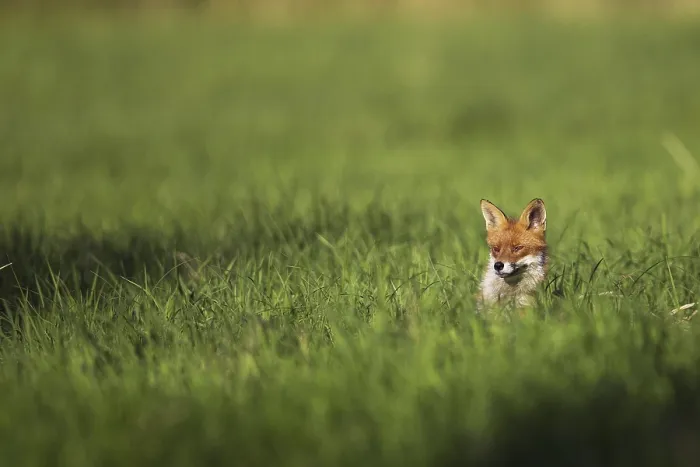 Framed Print : Wild Fox Print: Hidden in the Grass Framed Print : Wild Fox Print: Hidden in the Grass
