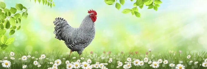 Framed Print : Free Range Chicken Print