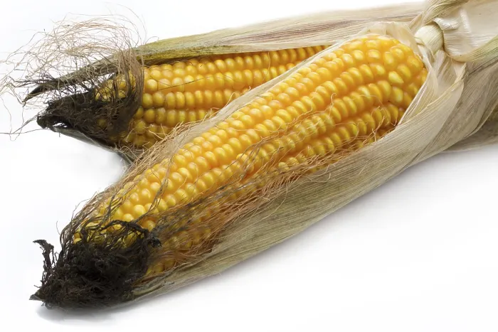 Framed Print : Fresh Corn Print on White Background Framed Print : Fresh Corn Print on White Background